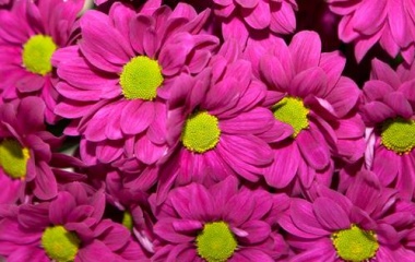 Foto: Blumen, © UBG, Alexandra Bernhardt