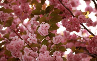 Kirschblüte, © UBG, Alexandra Bernhardt