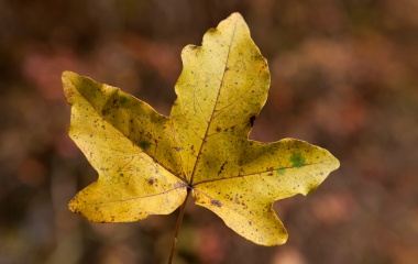 Blatt, © UBG, Alexandra Bernhardt