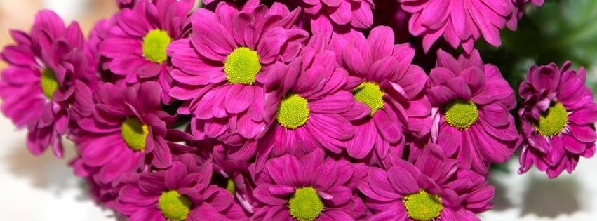 Foto: Blumen, © UBG, Alexandra Bernhardt