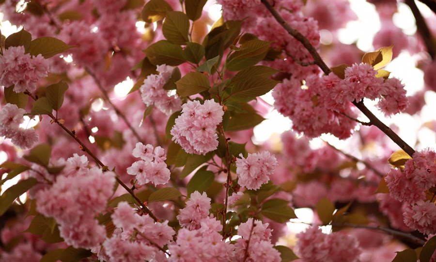 Kirschblüte, © UBG, Alexandra Bernhardt
