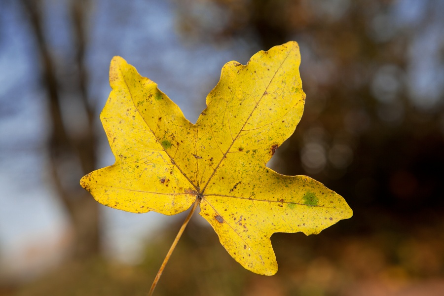 Blatt, © UBG, Alexandra Bernhardt