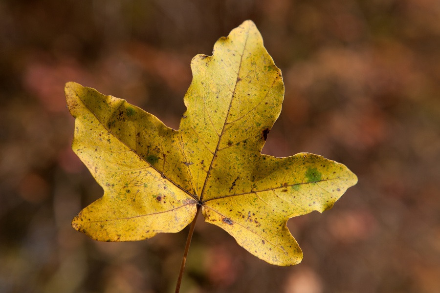 Blatt, © UBG, Alexandra Bernhardt