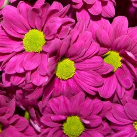 Foto: Blumen, © UBG, Alexandra Bernhardt