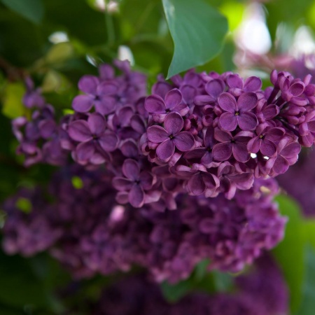 Foto: Blumen, © UBG, Alexandra Bernhardt