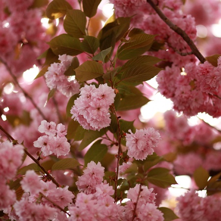 Kirschblüte, © UBG, Alexandra Bernhardt