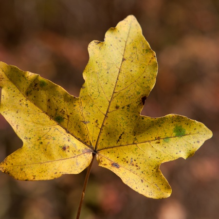 Blatt, © UBG, Alexandra Bernhardt